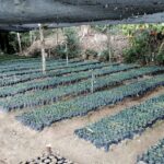 The Guatemalan Sugar Industry gets ready with 900 thousand trees