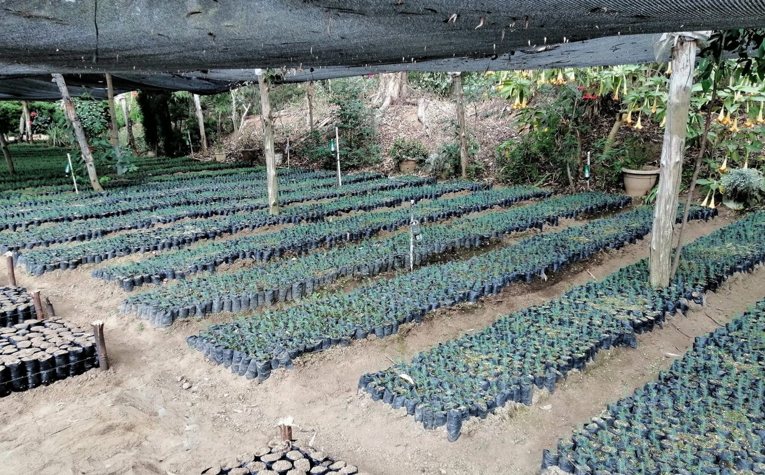 The Guatemalan Sugar Industry gets ready with 900 thousand trees