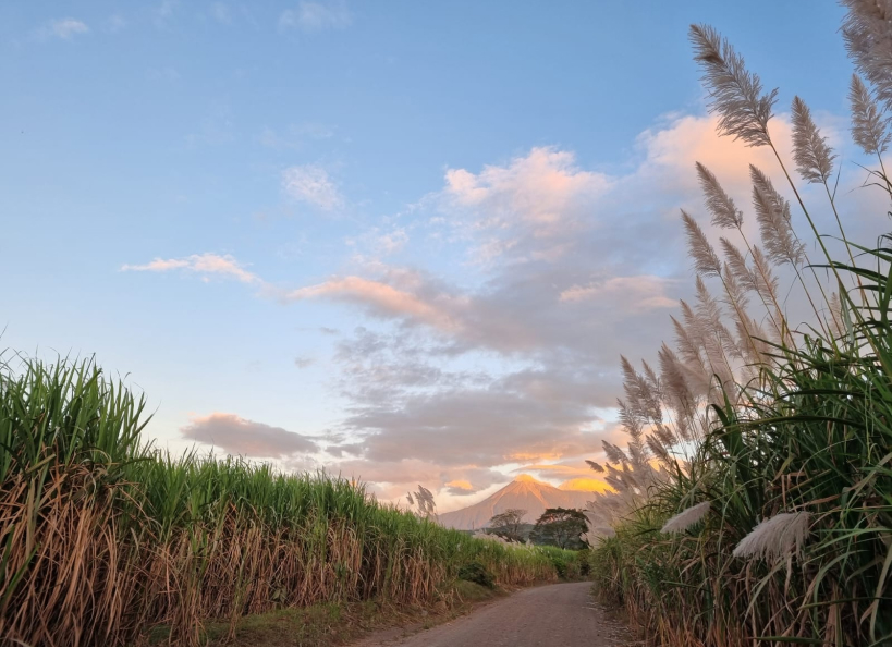 Paisaje de campo de caña de azúcar
