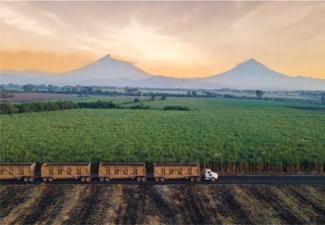 Campo de caña de azúcar en la agroindustria