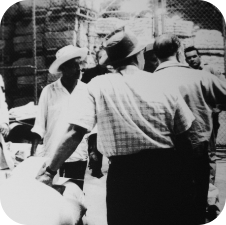 Hombres finqueros de caña de azúcar