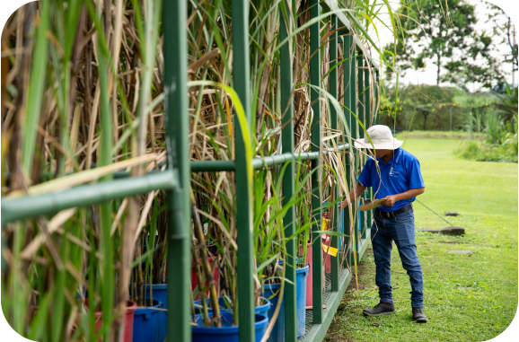 Investigación de caña de azúcar